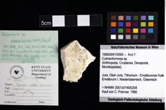 Foto (Objket + Etiketten) von Culmenformosa sp. 